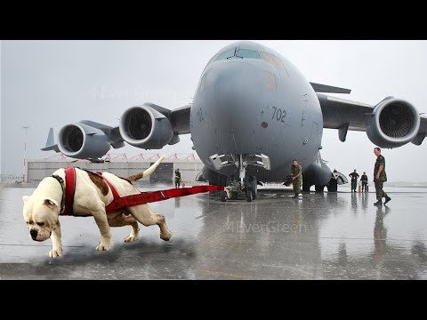 The strongest dog in the world