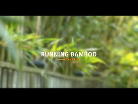 Running Bamboo: Avoid the fine, don’t let running bamboo grow beyond your property line.
