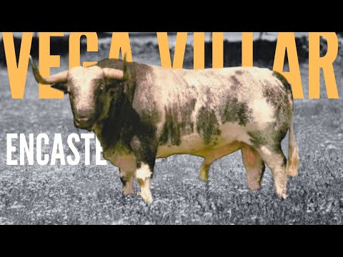 Descubriendo el Encaste Vega Villar