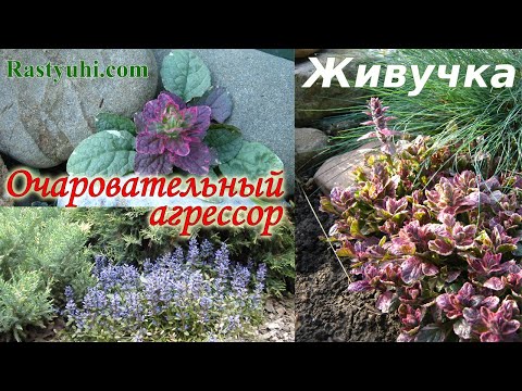 Живучка - вечнозеленый эффектный почвопокровник. Сорта, размножение, сдерживание роста.