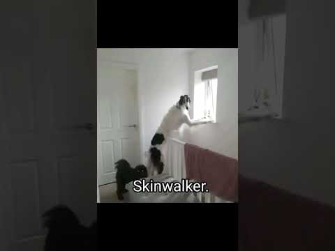 skinwalker disguised as animals PRT-5 ☢️ #viral #ytshorts