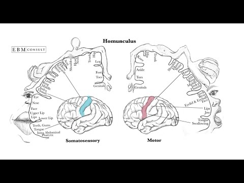 Brain, perception and neural efficiency