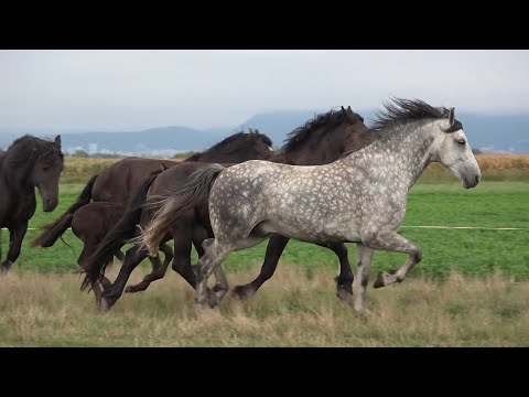 Caii lui Razvan de la Halchiu, Brasov - 2022 Nou!!!