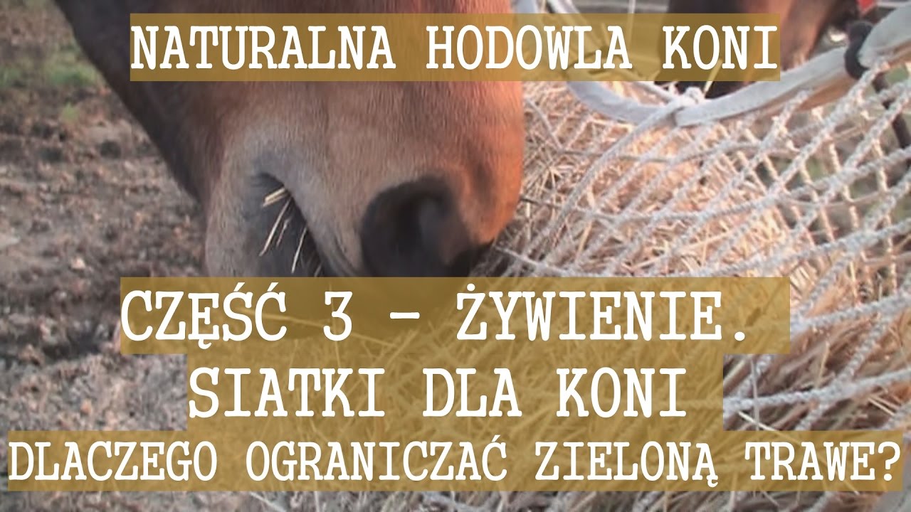 DLACZEGO ZIELONA TRAWA SZKODZI - SIATKI DLA KONI - Naturalna Hodowla Koni - CZĘŚĆ 3 ŻYWIENIE