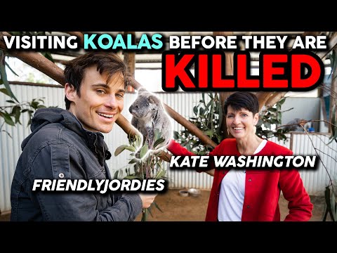Visiting Koalas before they are KILLED
