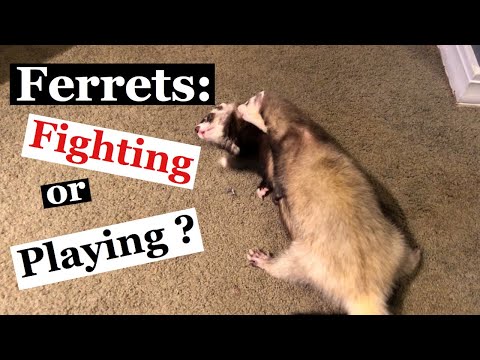 Ferrets: Fighting or Playing?