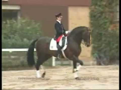 Gut Neuenhof Estobar NRW, Muttervater Ferragamo