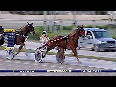 Aversa trotto 14 Aprile 2021 - 7° Corsa