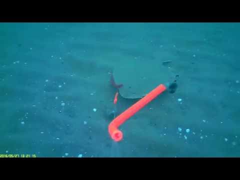 Under overfladen – Pighvar på WaterWolf