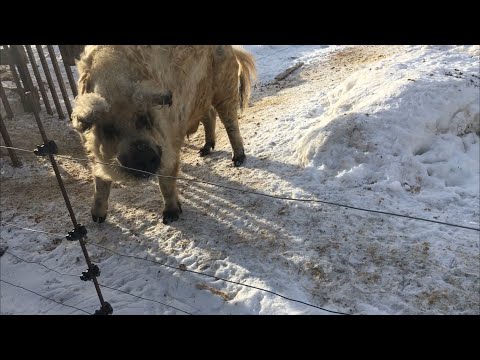 Зимнее содержани свиней-мангалиц в электропастухе