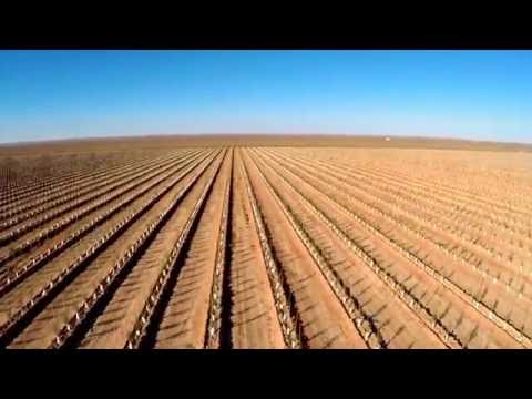 Olive farm/harvesting.. Saida, Algeria.
