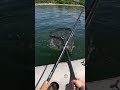 Video Thumbnail for Sniping a LAZY Walleye - Is this cheating??     #walleyefishing #fishing #lowrance