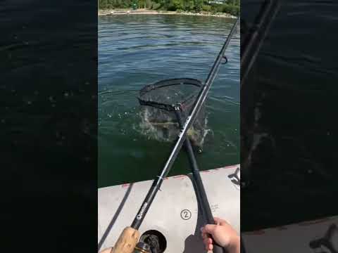 Sniping a LAZY Walleye - Is this cheating??     #walleyefishing #fishing #lowrance