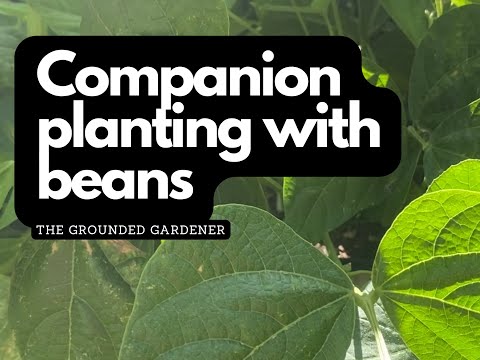 Beans as a Companion Plant