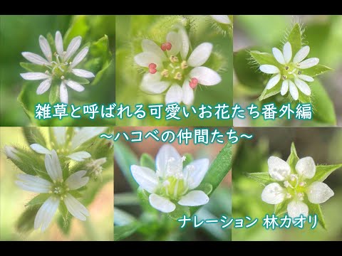 ハコベ 植物