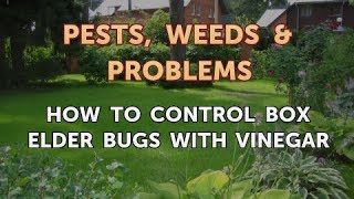 How to Control Box Elder Bugs With Vinegar