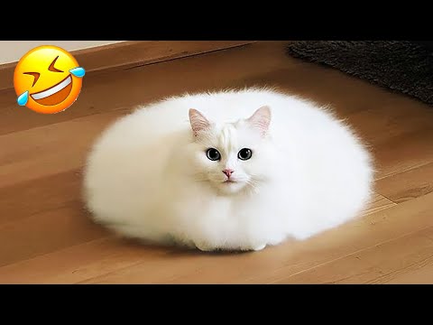 Essayer de ne pas rire les animaux les plus drôles 2025 partie 4