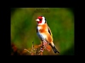 Wild goldfinch song from Algeria تغريد الحسون الخلوي الجزائري