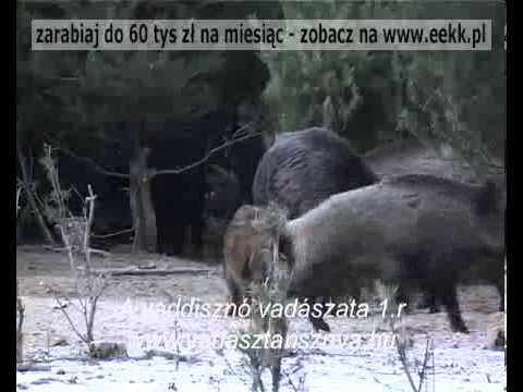 Polowanie na Dzika - Polowanie w sadzie czyli raj dla myśliwych.