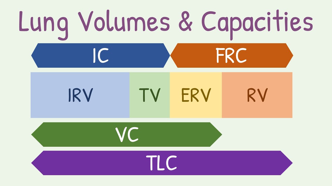 Lung volumes and capacities