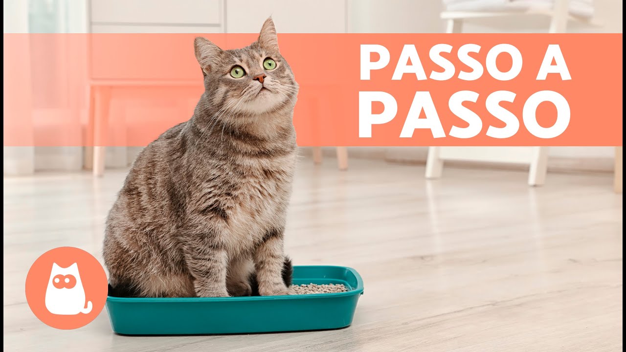 Como ENSINAR um GATO a USAR a CAIXA DE AREIA 🐱✅ (Filhotes e Adultos)