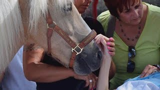 Woman Granted Dying Wish to See Her Horse One Last