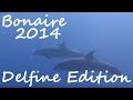 Diving - Bonaire 2014 - Delfine Edition - Karibik, Bonaire, Niederländische Antillen, Delfin, Delphin, Dolphin