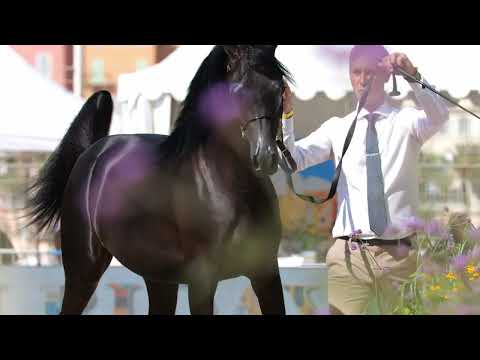 D HAYEL - Gold Champion Yearling Colt, MENTON 2023