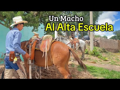 El Macho Es Muy Manso y lo tenemos en venta 
