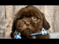 Shih Tzu dogs for sale: Hudson - Video 1