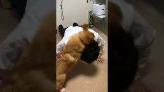 Corgi interrupts pushups