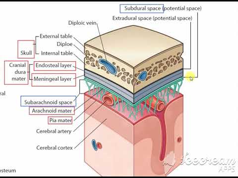 meninges 4