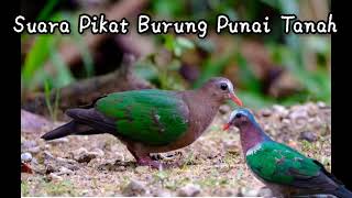 Download lagu Suara Pikat/pemanggil burung punai tanah mp3