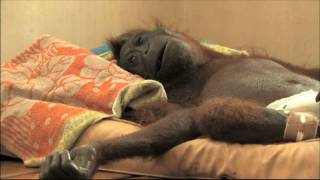 GREEN trailer -  a film by Patrick Rouxel