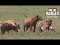 Hyena Clan Finish A Topi Feast Maasai Mara Safari Zebra Plains