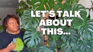 Repotting My Pink Princess + Monstera Deliciosa Growth Update! PLANT CHORES