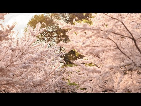 2020年度入学生 立命館大学・大学院入学式オープニングムービー
