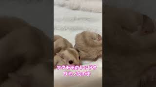 #癒し #sugarglider #可愛い #フクモモベビー #かわいい #フクロモモンガ #エゾモモンガ #ペット #エキゾチックアニマル