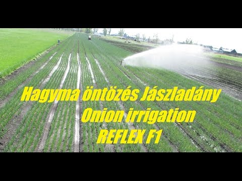 Hagyma öntözés - onion irrigation