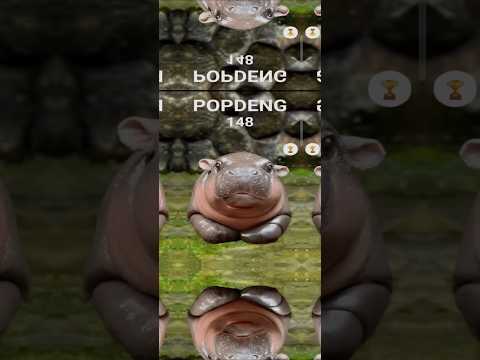 POPDENG - Pop Moo Deng