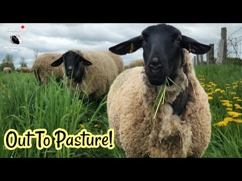 Al pascolo! | Agnelli e pecore vanno al pascolo!