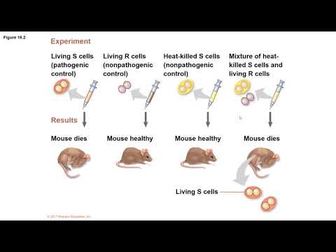 BI 1151 Week 10 Part 1