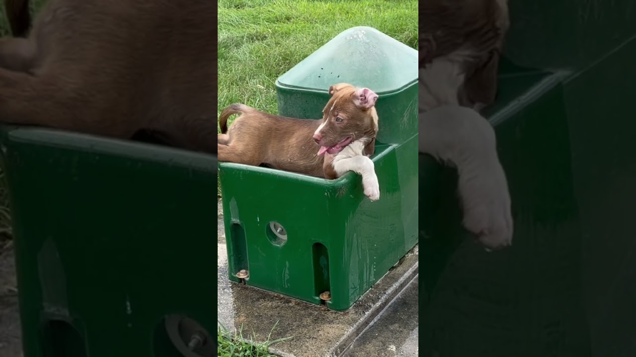 Enlarge Victoire, an adopted mixed breed in Grottoes, VA video 6/6