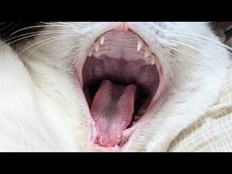 なぜ猫の舌はザラザラしているのでしょうか? - 舌の解剖学