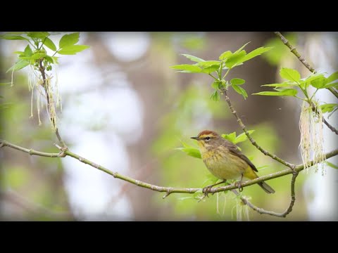 Horárik palmový (Setophaga palmarum) — spev a hlas v prírode