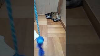 おもちゃを持ってきた。遊ぼう。リベンジ。 #猫 #shorts