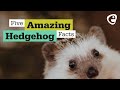 5 Hedgehog facts you probably didn't know