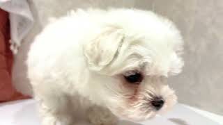 ビションフリーゼの動画01