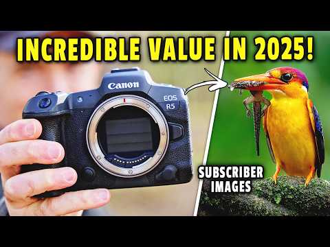 Warum die Canon R5 im Jahr 2025 die preisgünstigste Wildlife-Kamera ist