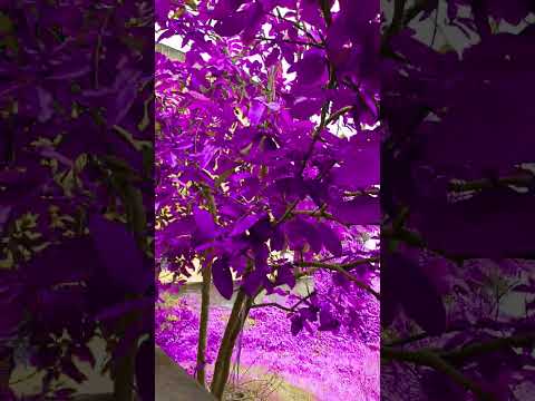 purple land ,, new shorts #nature #beautiful #flowers #butterfly